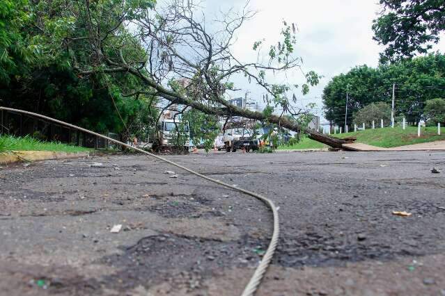 Durante temporal, &aacute;rvore cai, bloqueia rua e deixa casas sem energia 