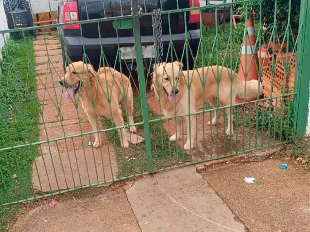 Menos de 1h ap&oacute;s reportagem, c&atilde;es que se perderam na noite de Natal s&atilde;o achados