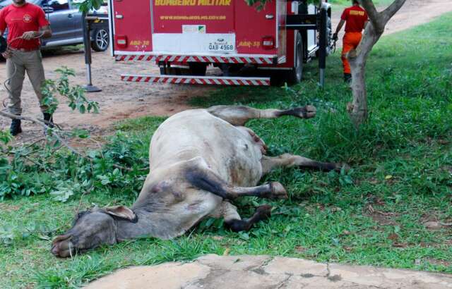 Vaca cai em fossa e morre antes de resgate no Los Angeles