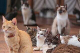 Gatos que moram em ONG de Campo Grande (Foto: Marcos Maluf)