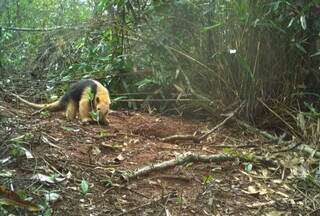 Parque do Pombo: para o MP, recursos podem ampliar áreas protegidas em Três Lagoas.