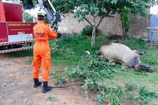 Guincho usado para retirar vaca de fossa no Los Angeles (Foto: Juliano Almeida)