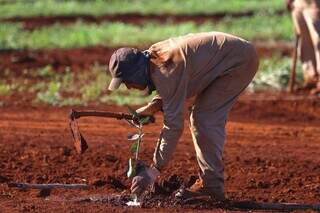 Trabalhador plantando pé de laranja, em área rural de Sidrolândia (Foto: Álvaro Rezende)