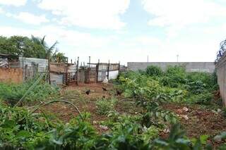 Terreno onde aves estão exalam odor &#34;podre&#34;, segundo vizinhos. (Foto: Paulo Francis)