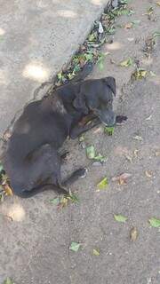 Cachorra vive abandonada na Avenida das Mansões, no Bairro Buriti. (Foto: Direto das Ruas)