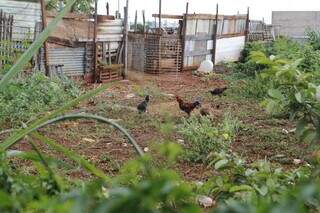 Galinhas criadas dentro de terreno no Bairro Nossa Senhora das Graças. (Foto: Paulo Francis)