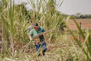 Dona terezinha é responsável por plantar e colher a cana utilizada na bebida comercializada na cidade (Foto: Jefferson Duarte)