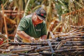 Com plantação própria, toda a cana comercializada é plantada, colhido e tratada por Terezinha e sua família (Foto: Jefferson Duarte)