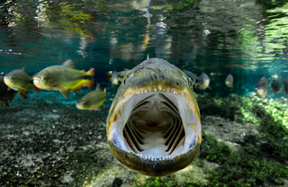 Foto subaquática de Luciano Candisani, mostra momento da abertura da boca de um peixe da espécie piraputanga (Foto: Luciano Candisani)