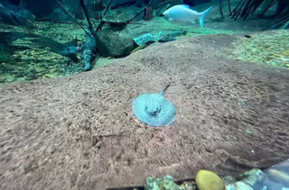 Bebê arraia no Bioparque Pantanal, em Campo Grande. (Foto: Eduardo Coutinho)