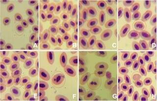 Anormalidades nucleares em esfregaço sanguíneo de filhotes de A. ararauna de vida livre da cidade de Campo Grande, MS: A, núcleo entalhado; B, broto nuclear; C, núcleo redondo; D, núcleo reniforme; E, F micronúcleo; G, binucleado; H, anucleado. May-Grunwald Giemsa aumento de 1000x (Foto: Reprodução) 