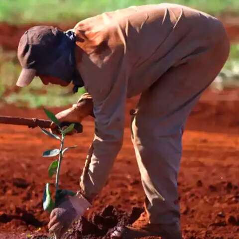 Do papel &agrave; fruta, depois da celulose, ano novo pode ser das laranjas em MS