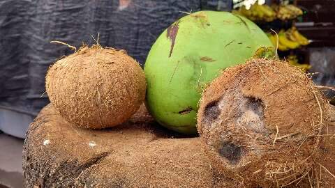 Nesse verão, coco e abacaxi são coringas para acabar com calor