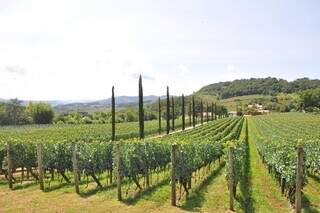 Região de tradição na produção de vinho tem o Vale dos Vinhedos como uma das muitas atrações para os turistas (Foto: Reprodução)