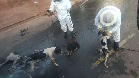 Abelhas em sofá abandonado atacam e matam dois cachorros