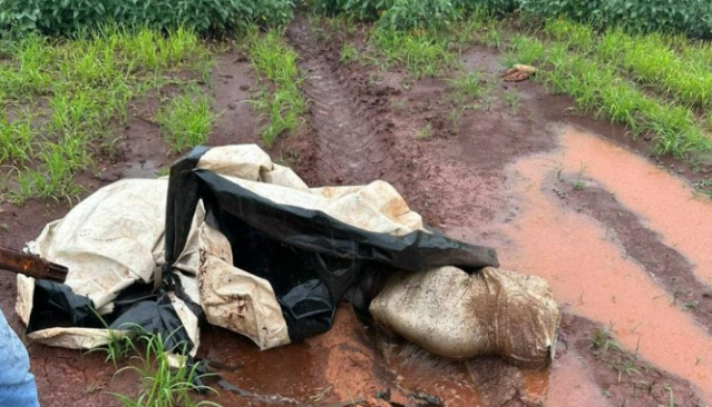 Cad&aacute;ver em decomposi&ccedil;&atilde;o &eacute; encontrado em planta&ccedil;&atilde;o de soja