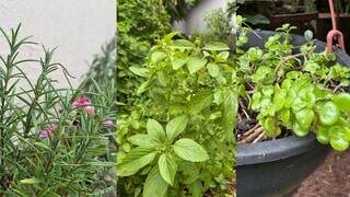 As plantas trazem uma sensação de bem-estar e tranquilidade (Foto: Marcia Chiad)