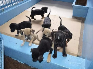 Filhotes disponíveis para adoção no Centro de Controle de Zoonoses (Foto: Arquivo/Campo Grande News)