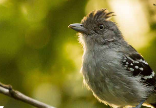 Choca-da-Bolívia gosta de aparecer em Mato Grosso do Sul. (Foto: Fundação de Turismo)