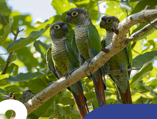 Trio de caras-sujas-do-Pantanal empoleirado (Foto: Fundação de Turismo)