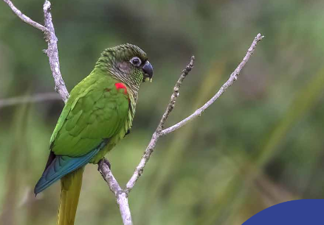 Já conhece o tiriba-fogo? Para vê-lo, só estando em Mato Grosso do Sul