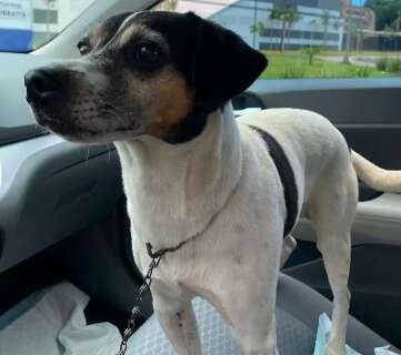 É seu? Com medo dos fogos, cão se refugiou em restaurante