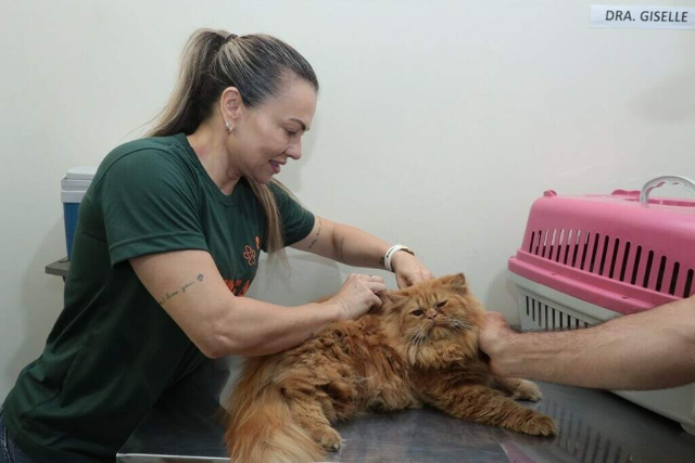 Em 12 meses, &quot;UPA&quot; animal atendeu 21 mil c&atilde;es e gatos da Capital