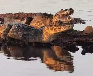 Brasil divulga saf&aacute;ri no Pantanal a turistas estrangeiros