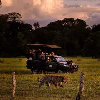 Brasil divulga saf&aacute;ri no Pantanal a turistas estrangeiros