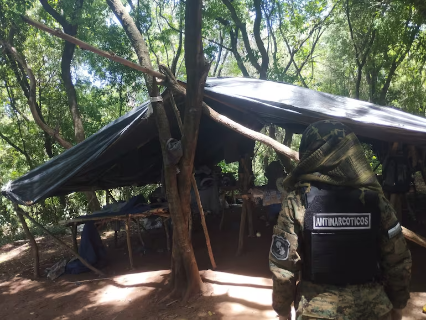 Opera&ccedil;&atilde;o fecha base do tr&aacute;fico com 12 hectares de maconha