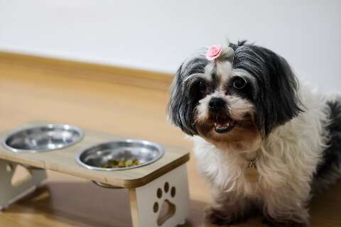 N&atilde;o fazer &quot;festinha para comer&quot; &eacute; sinal de alerta para pets mais velhos 