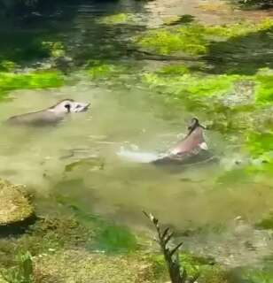 Em dia de calor&atilde;o, antas s&atilde;o flagradas mergulhando no Rio Sucuri