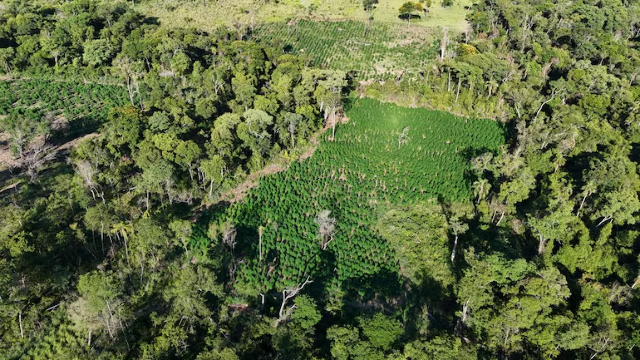 Com 8 hectares de maconha, base do tr&aacute;fico &eacute; desmantelada pela pol&iacute;cia