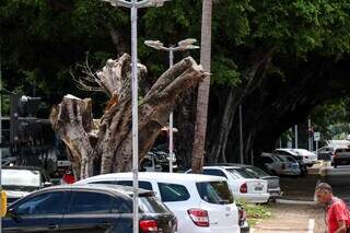 Figueiras doentes ou removidas criam janelas no verde da Avenida Mato Grosso