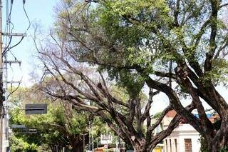 Figueiras doentes ou removidas criam janelas no verde da Avenida Mato Grosso