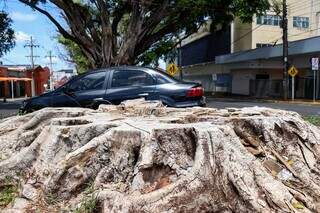 Figueiras doentes ou removidas criam janelas no verde da Avenida Mato Grosso