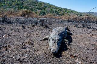 Fora da temporada do fogo no Pantanal, bombeiros preparam equipes 