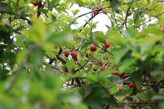 De ara&ccedil;&aacute; a seriguela, pra&ccedil;as est&atilde;o cheias de &aacute;rvores frut&iacute;feras