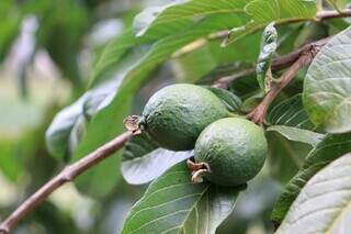 De ara&ccedil;&aacute; a seriguela, pra&ccedil;as est&atilde;o cheias de &aacute;rvores frut&iacute;feras