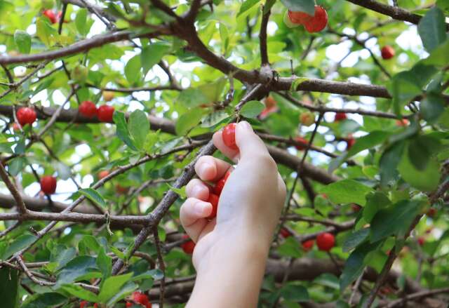 De ara&ccedil;&aacute; a seriguela, pra&ccedil;as est&atilde;o cheias de &aacute;rvores frut&iacute;feras