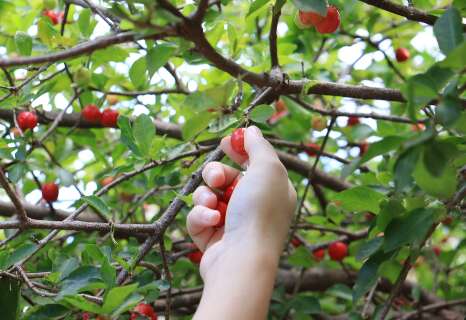 De guavira &agrave; seriguela, pra&ccedil;as e ruas est&atilde;o cheias de &aacute;rvores frut&iacute;feras