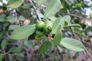 De ara&ccedil;&aacute; a seriguela, pra&ccedil;as est&atilde;o cheias de &aacute;rvores frut&iacute;feras