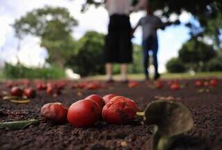 De ara&ccedil;&aacute; a seriguela, pra&ccedil;as est&atilde;o cheias de &aacute;rvores frut&iacute;feras