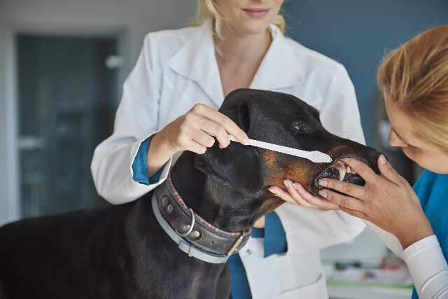 Não é frescura, dentes dos pets precisam ser escovados todos os dias