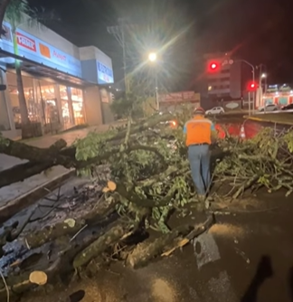 Acompanhado de chuva, vento de 30 km por hora derruba &aacute;rvores