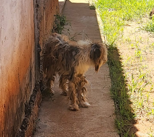 Em &quot;estado deplor&aacute;vel&quot;, cachorro &eacute; resgatado em casa abandonada