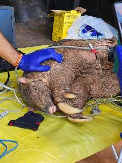 Amea&ccedil;ado de extin&ccedil;&atilde;o, tatu-canastra &eacute; capturado em parque para ser monitorado