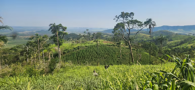 Base do tr&aacute;fico &eacute; fechada com 21 toneladas de maconha e 7 hectares plantados