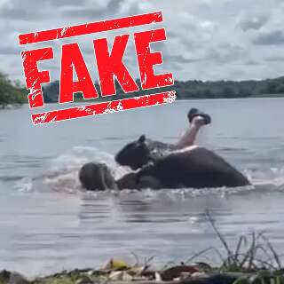 Fake: v&iacute;deo de jovem atacada por capivara n&atilde;o &eacute; em MS