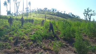 Base do tr&aacute;fico &eacute; fechada com 21 toneladas de maconha e 7 hectares plantados